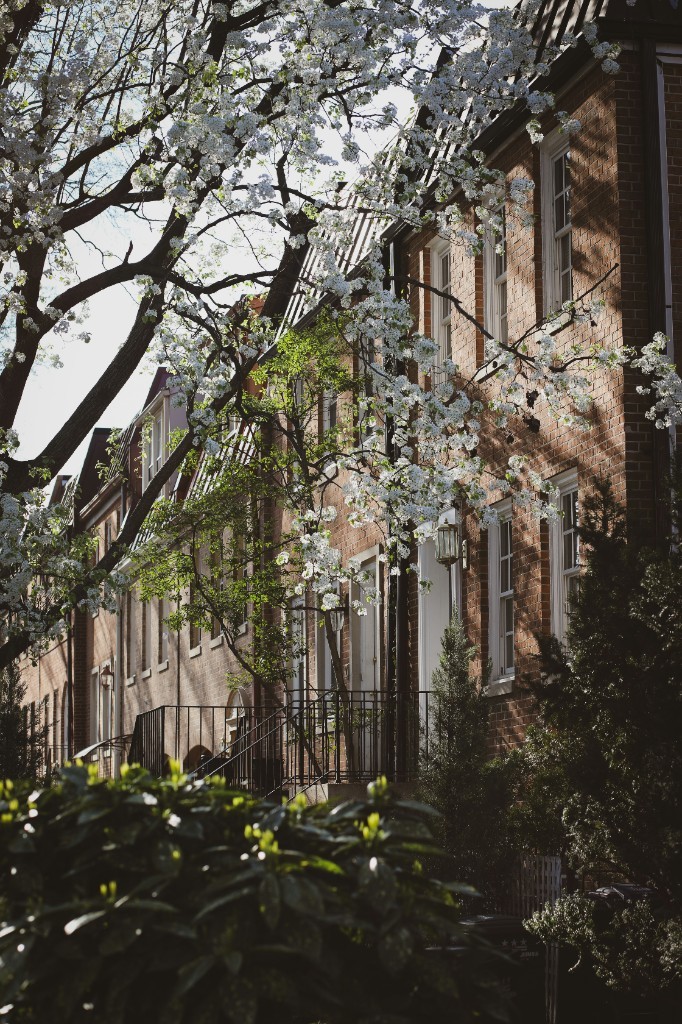Tree-lined rowhomes in bloom